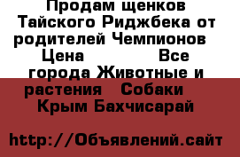 Продам щенков Тайского Риджбека от родителей Чемпионов › Цена ­ 30 000 - Все города Животные и растения » Собаки   . Крым,Бахчисарай